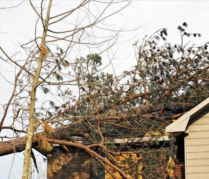 Pine tree fallen on Roof of home